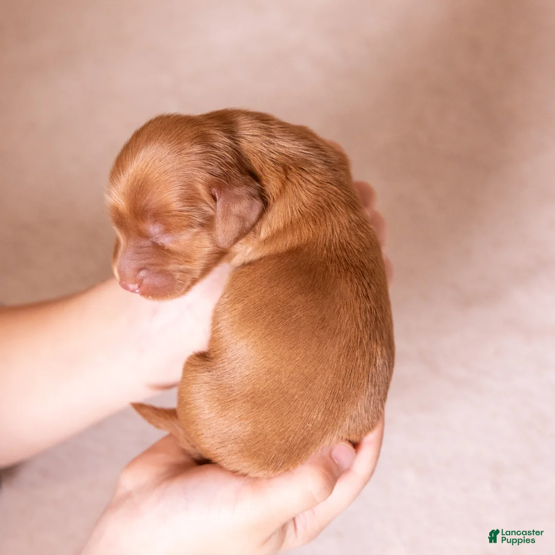 Miniature Dachshund dogs for sale: Cora - Ad 1