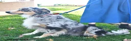 Australian Shepherd dogs for sale: Koby - Ad 7