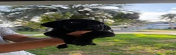 Cane Corso dogs for sale: Cane Corso 1 - Ad 2