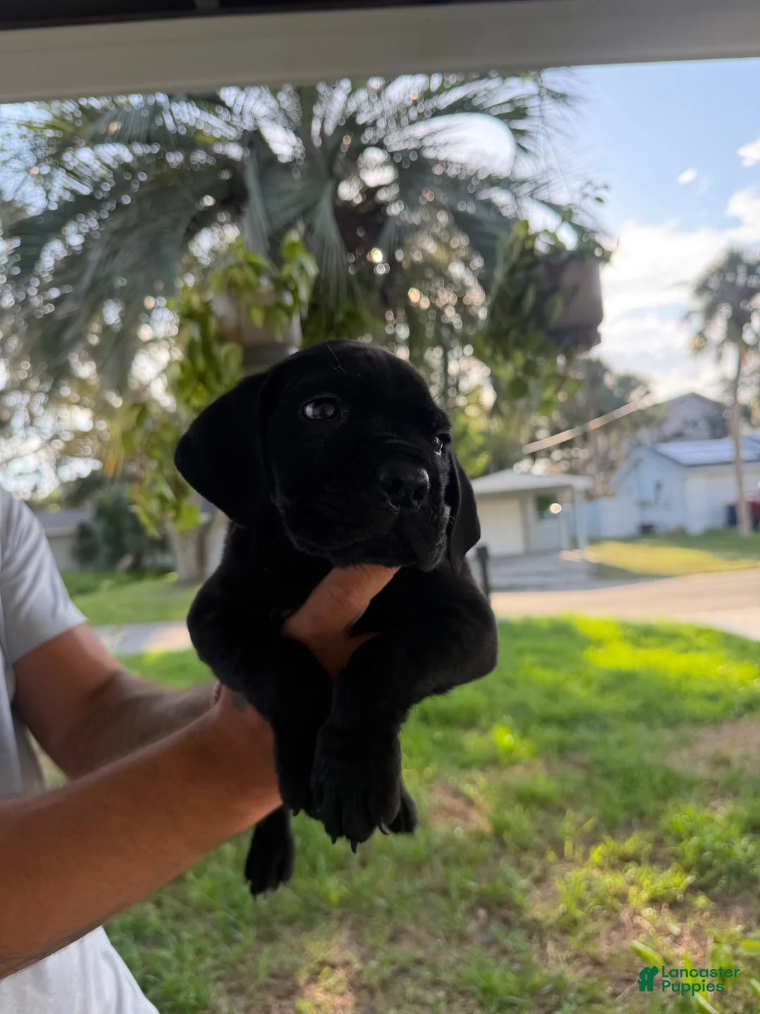 Cane Corso dogs for sale: Cane Corso 1 - Ad 2