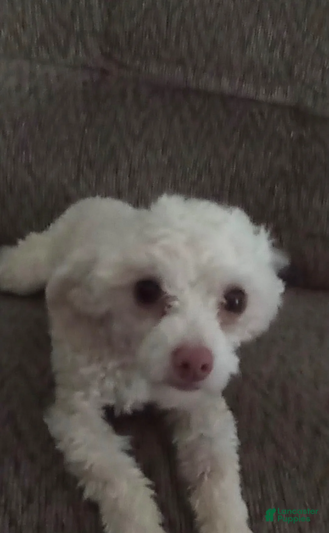 Toy Poodle dogs for sale: Toy Poodle Puppy male  - Ad 4