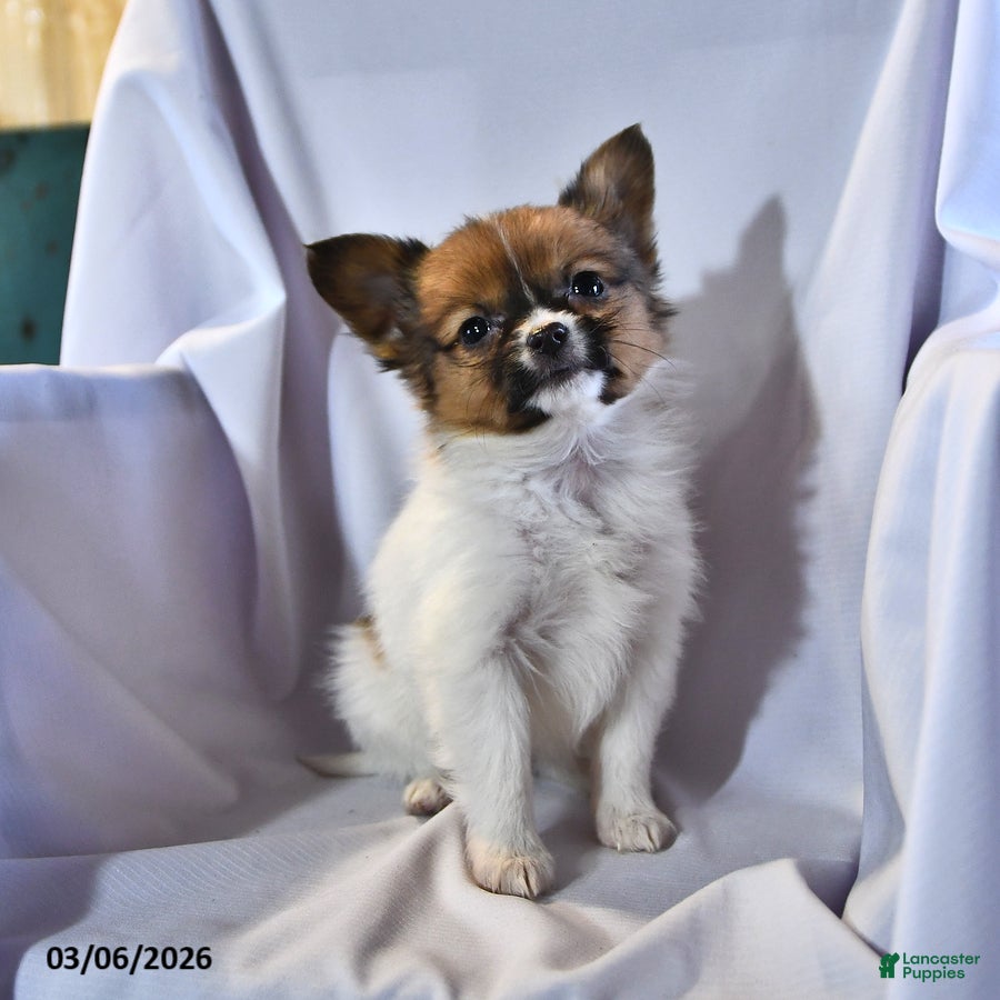Papillon dogs Luna  - Ad 1