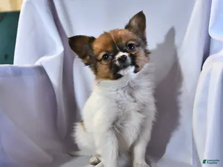 Papillon dogs for sale: Luna - Ad 2