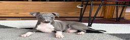 Italian Greyhound dogs for sale: Henry - Ad 12