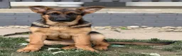 German Shepherd dogs for sale: Remi - Ad 2