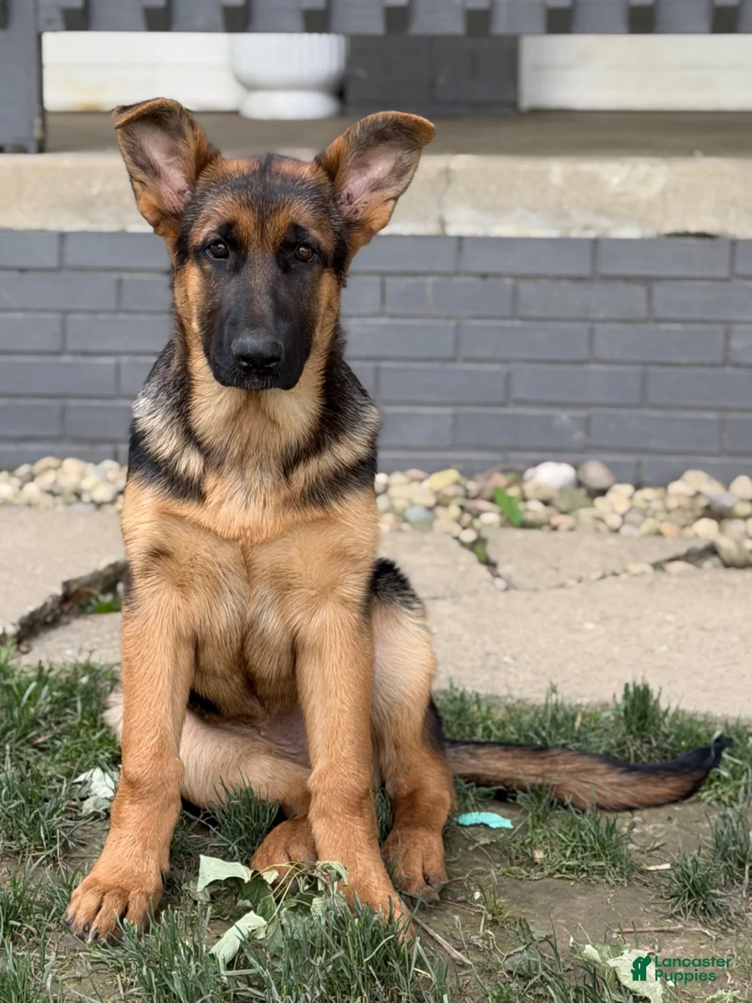 German Shepherd dogs for sale: Remi - Ad 2
