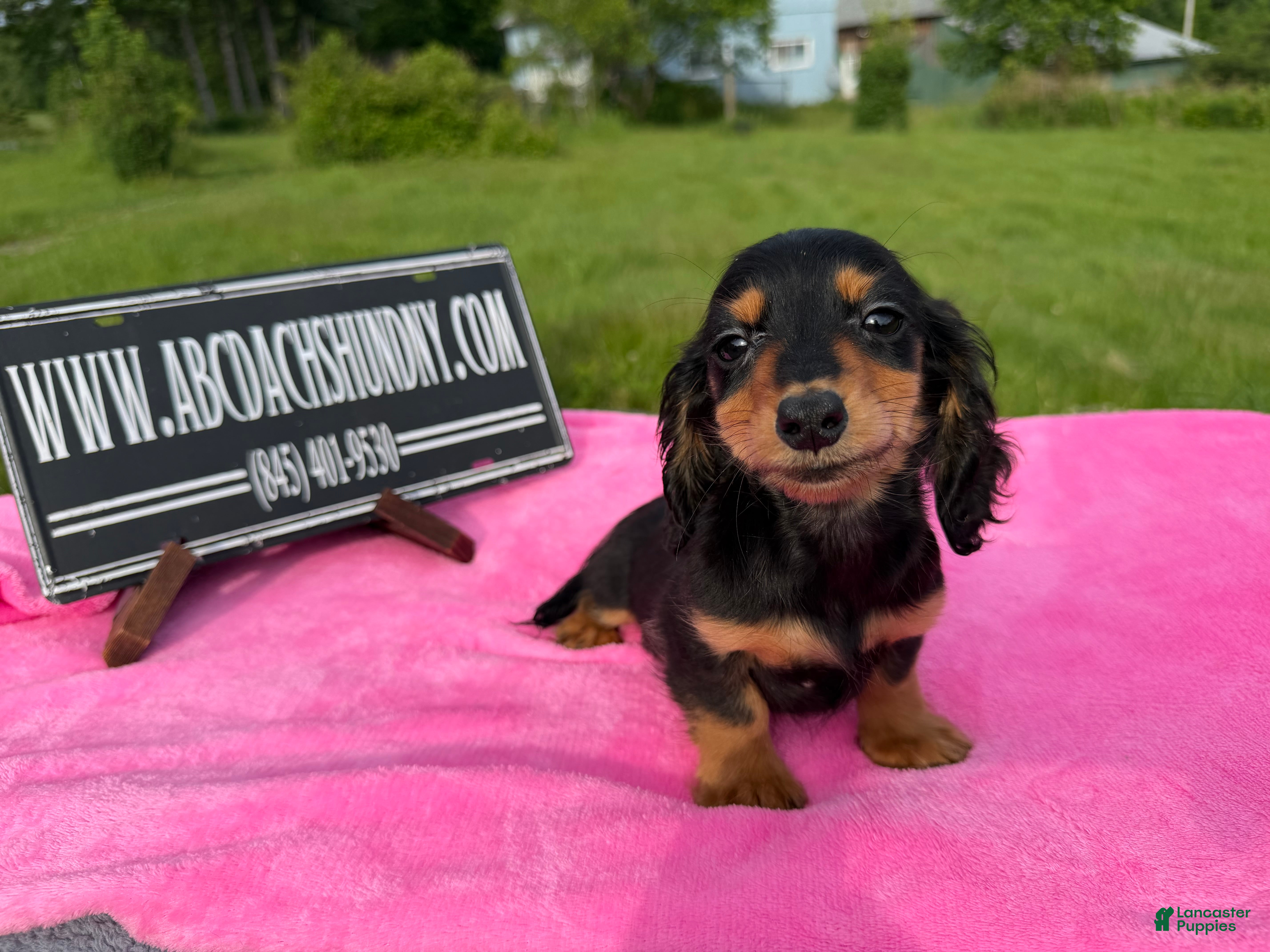 Miniature Dachshund dogs Russian -Sale - Ad 11
