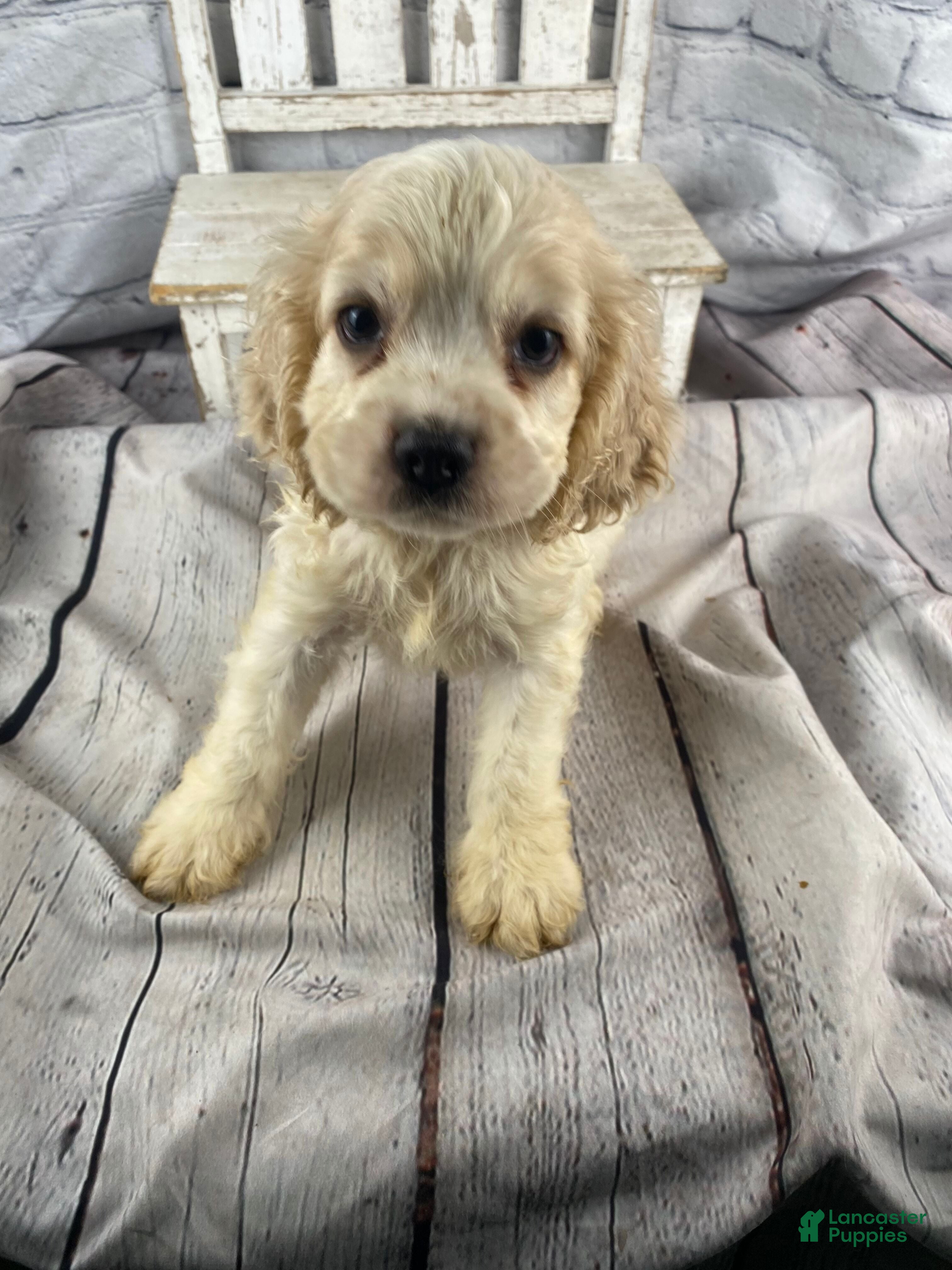 Cocker Spaniel dogs Ziggy - Ad 2