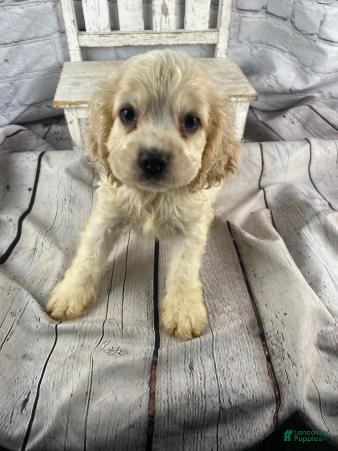 Cocker Spaniel dogs for sale: Ziggy - Ad 2