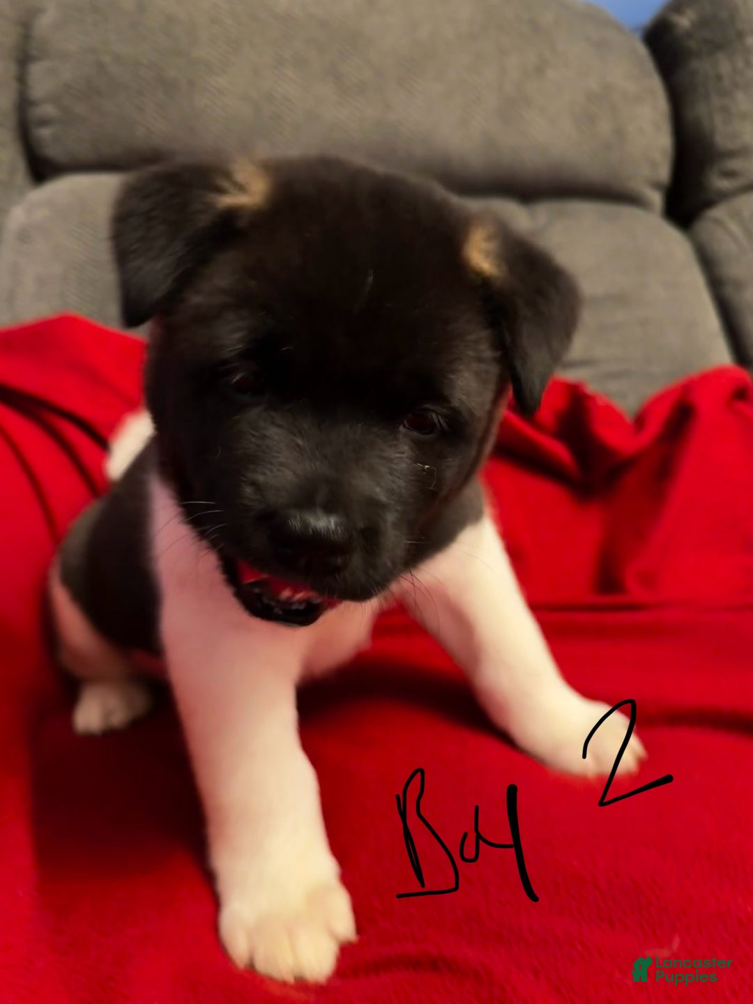 Akita dogs for sale: Akita Puppy 2 - Ad 3