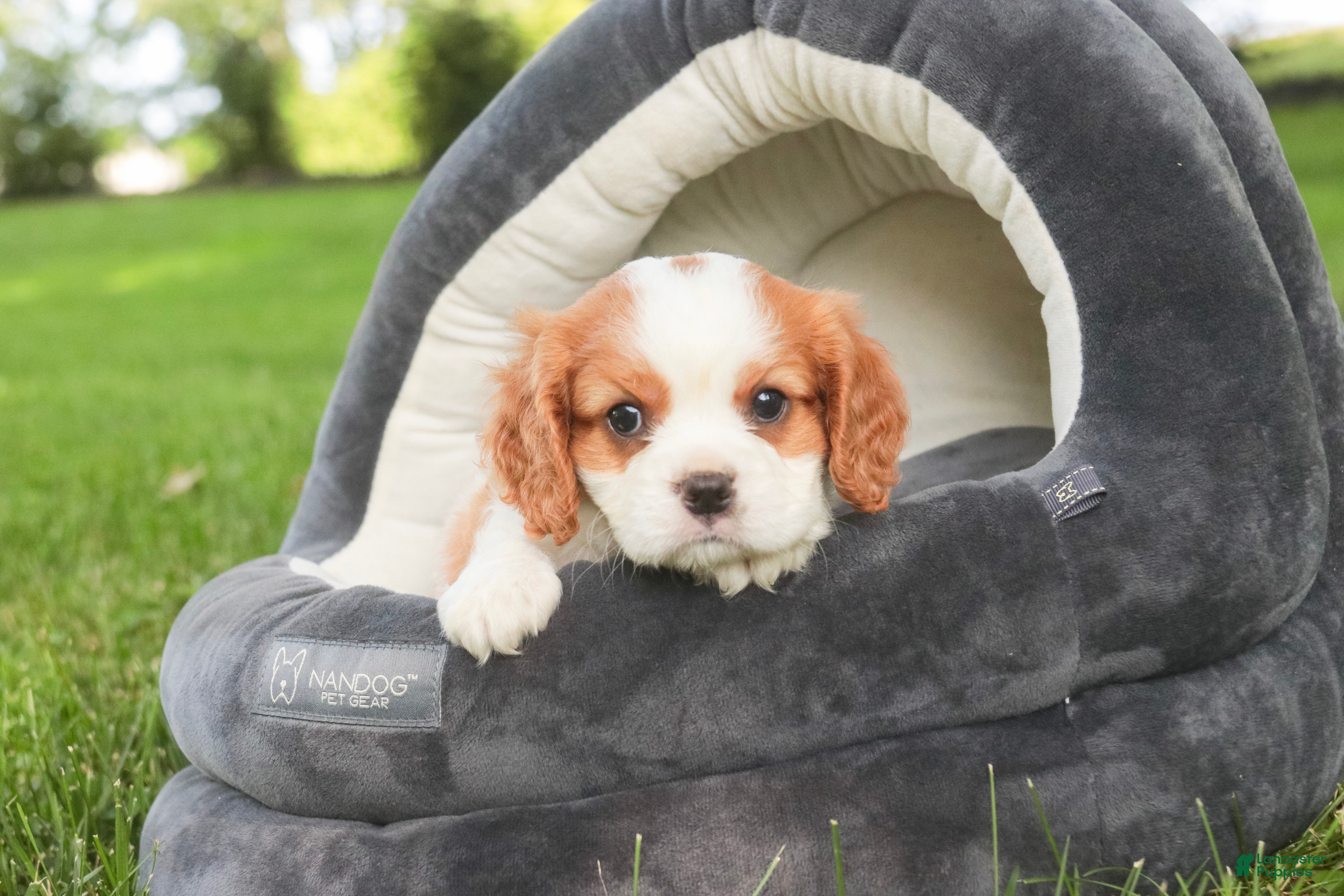 Cavalier King Charles Spaniel dogs Lincoln Cavalier King Charles Spaniel  - Ad 2