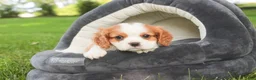 Cavalier King Charles Spaniel dogs for sale: Lincoln Cavalier King Charles Spaniel  - Ad 2