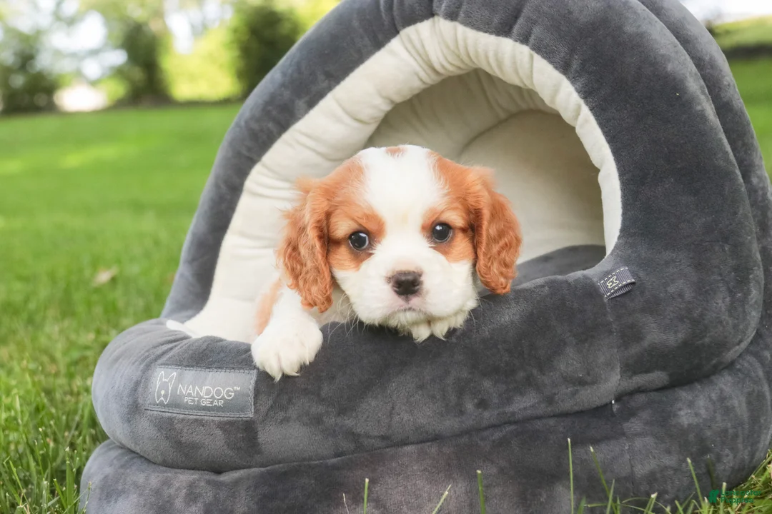 Cavalier King Charles Spaniel dogs for sale: Lincoln Cavalier King Charles Spaniel  - Ad 2