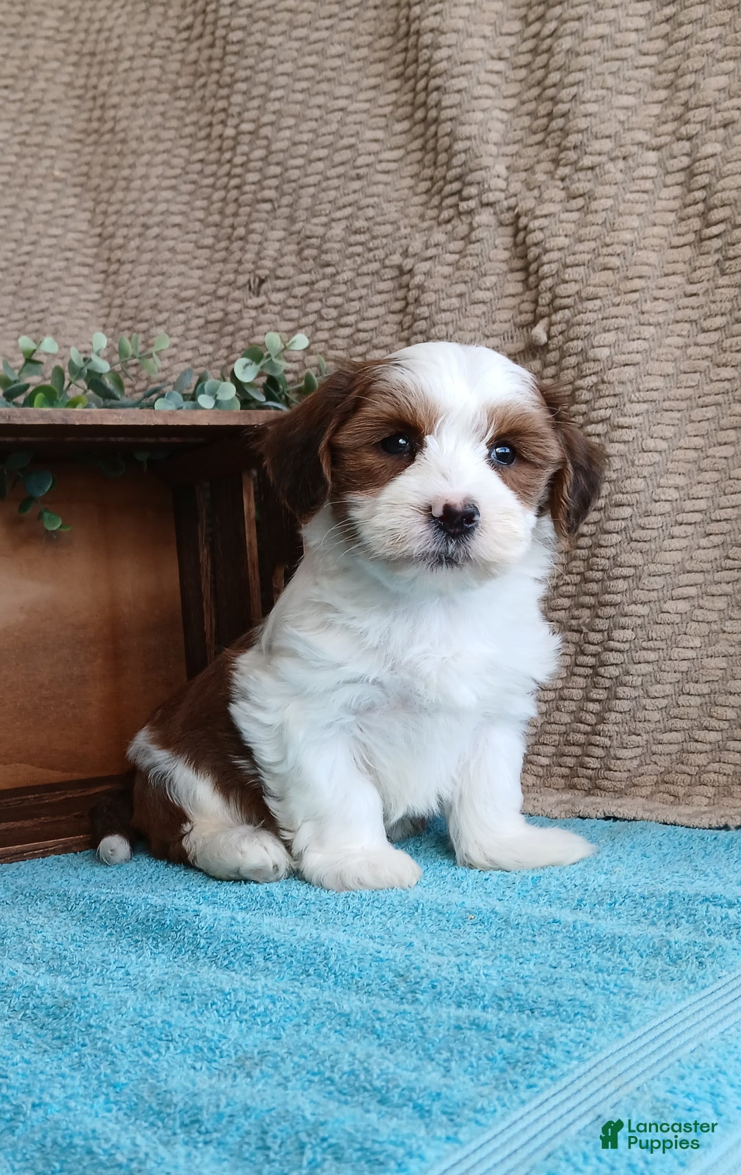 Havanese dogs for sale: Muffin  - Ad 1