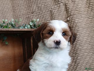 Havanese dogs Muffin - Ad 20