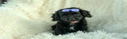 Cavapoo dogs for sale: Raya🎀 - Ad 11