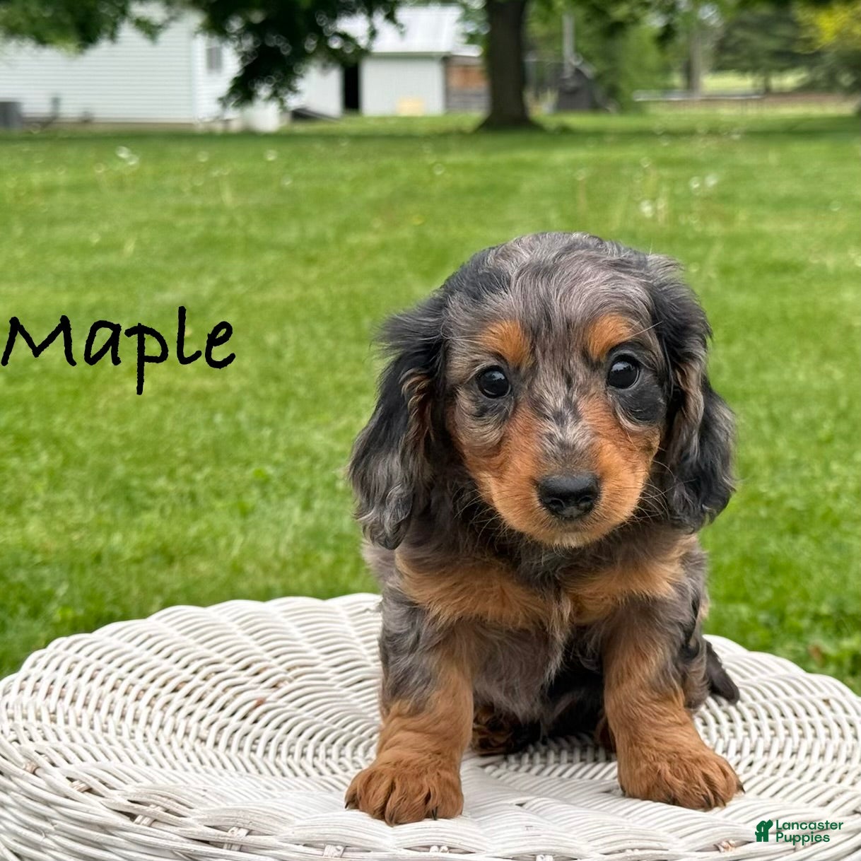 Miniature Dachshund dogs Maple - Ad 2