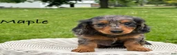 Miniature Dachshund dogs for sale: Maple - Ad 2