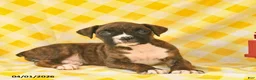 Boxer dogs for sale: Jolene  - Ad 3