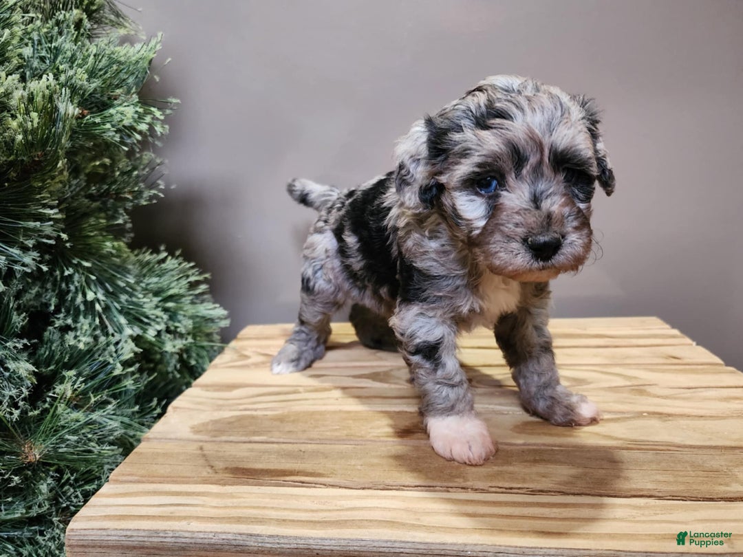 Mini Bernedoodle dogs for sale: Angel - Ad 11