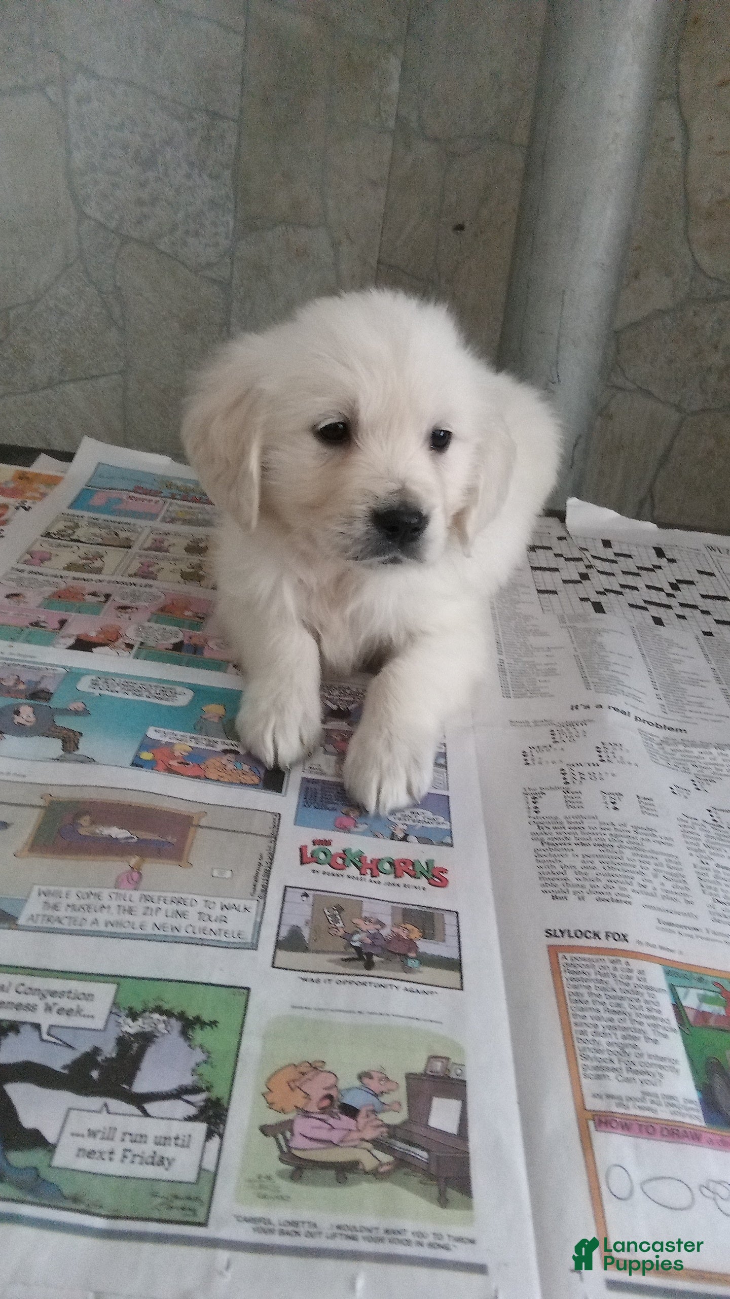 Golden Retriever dogs Cj - Ad 2