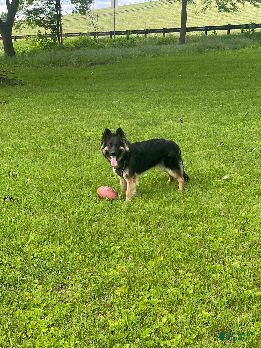 German Shepherd dogs for sale: River - Ad 4