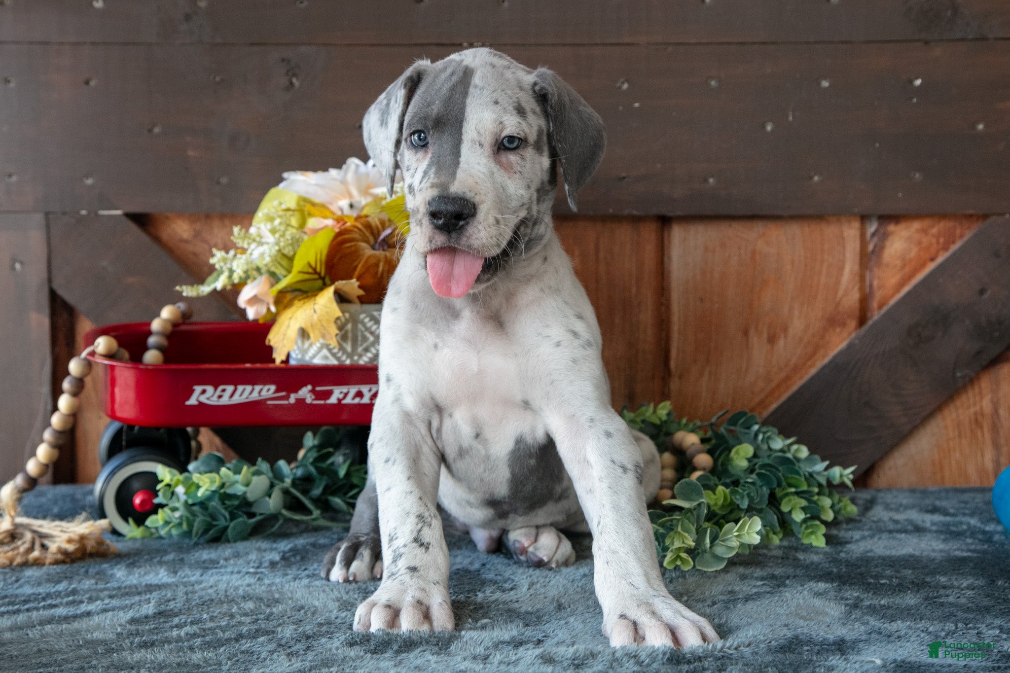 Great Dane dogs for sale: Blitz - Ad 1