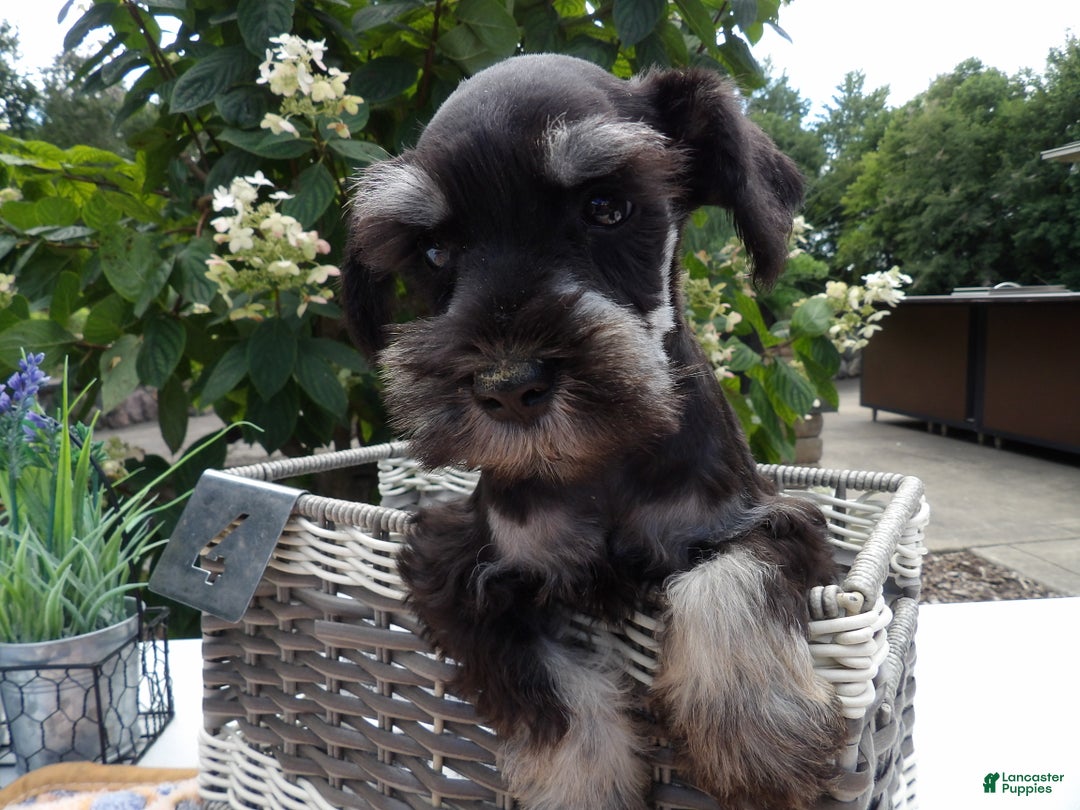 Miniature Schnauzer dogs for sale: Miniature Schnauzer Puppy 5 Curt - Ad 7
