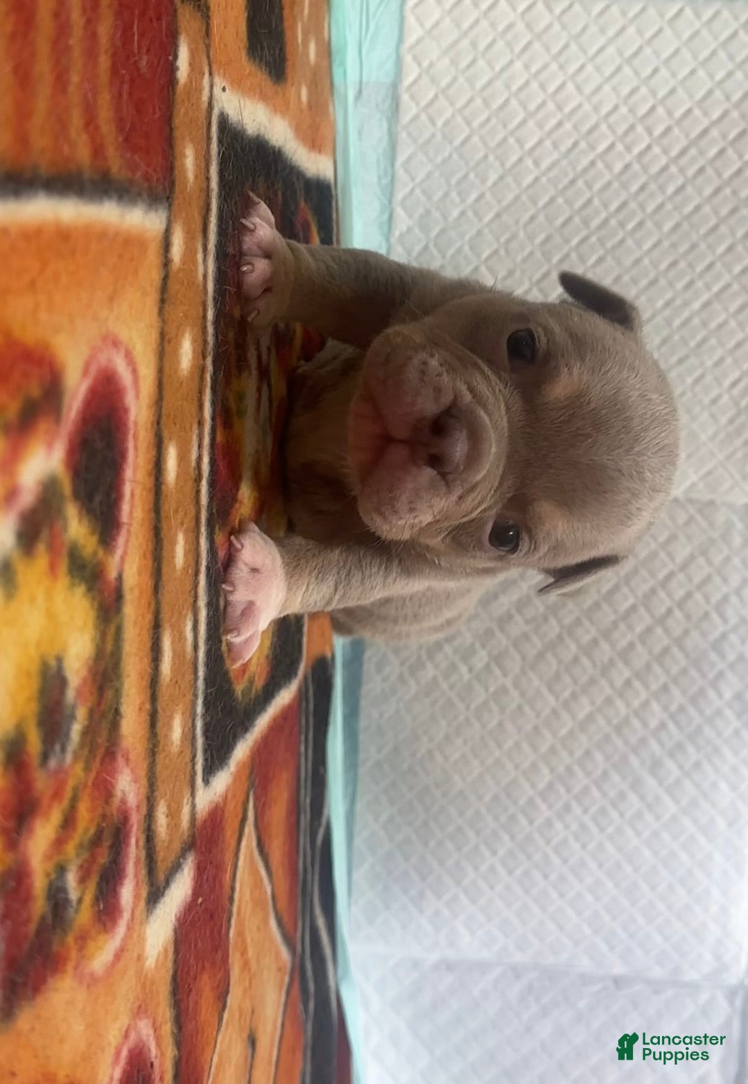 American Bully dogs Sapphire - Ad 2