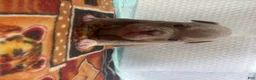 American Bully dogs for sale: Sapphire - Ad 2