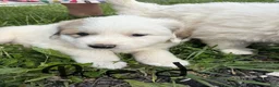 Great Pyrenees dogs for sale: Great Pyrenees Puppy 4 Red - Ad 2