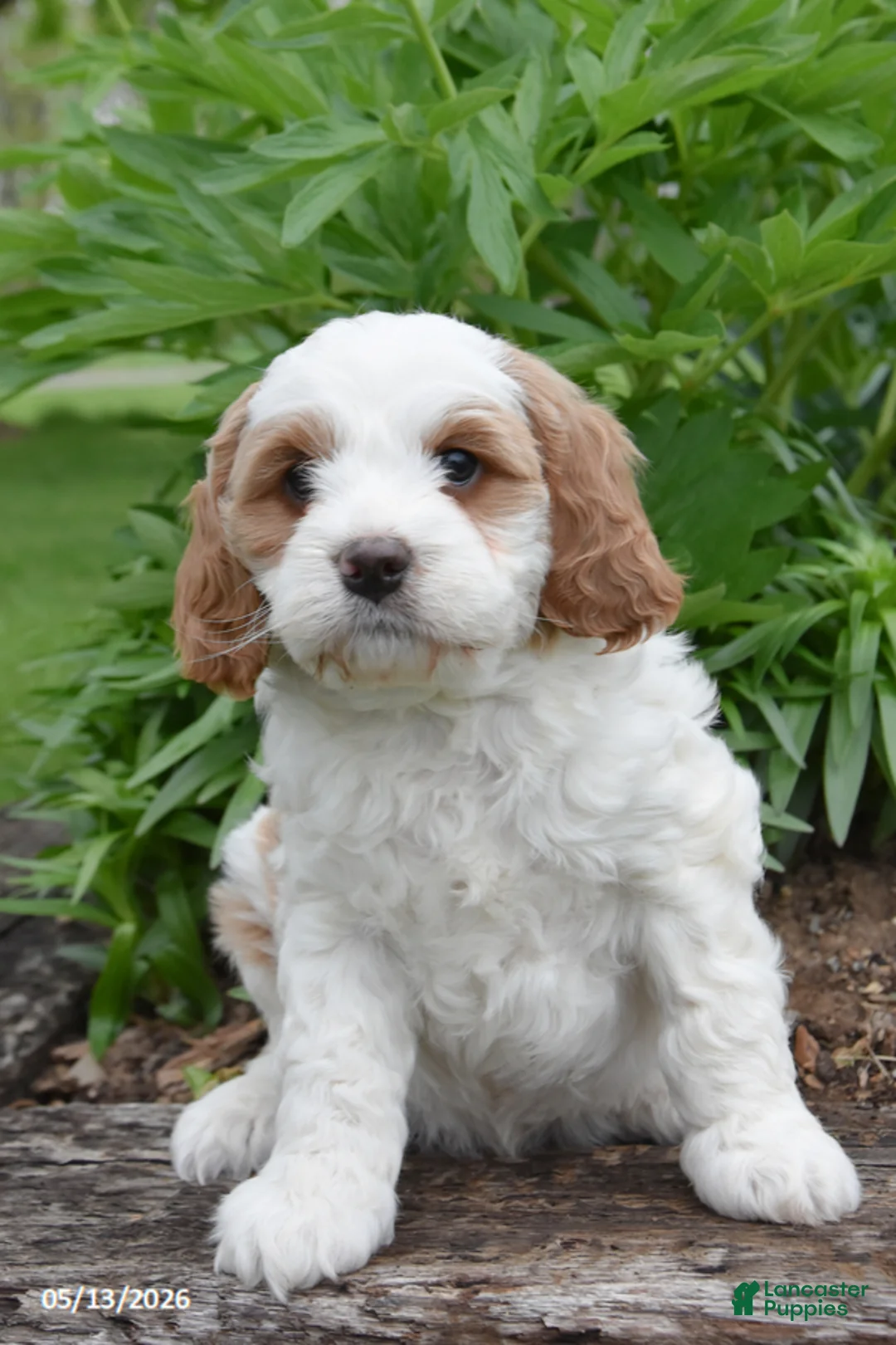 Cavapoo dogs for sale: Roxie - Ad 2