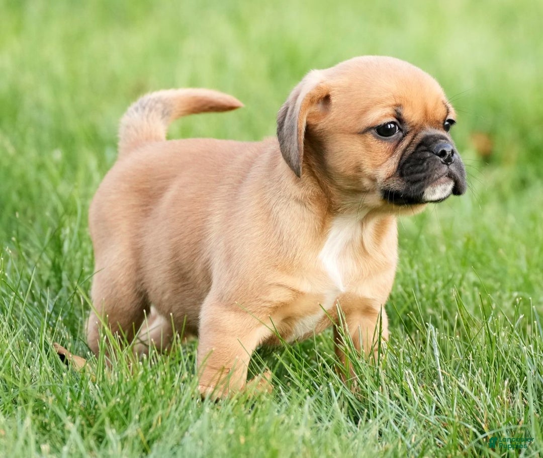 Puggle dogs for sale: Piper - Ad 3