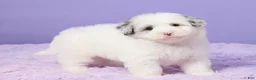 Mini Sheepadoodle dogs for sale: Sasha - Ad 4