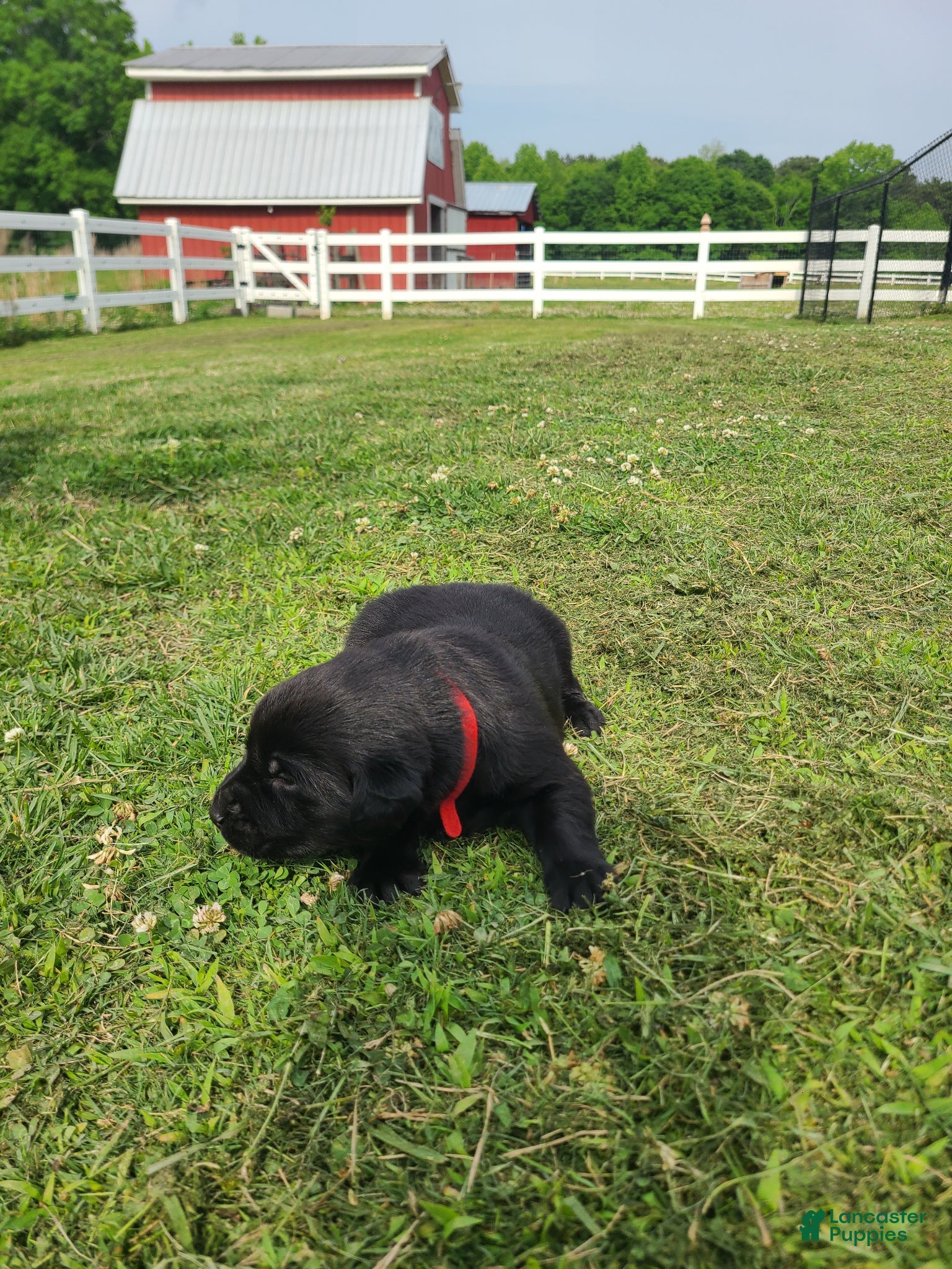 Labrador Retriever dogs Red Male - Ad 15