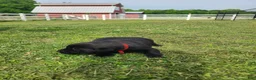 Labrador Retriever dogs for sale: Red Male - Ad 1