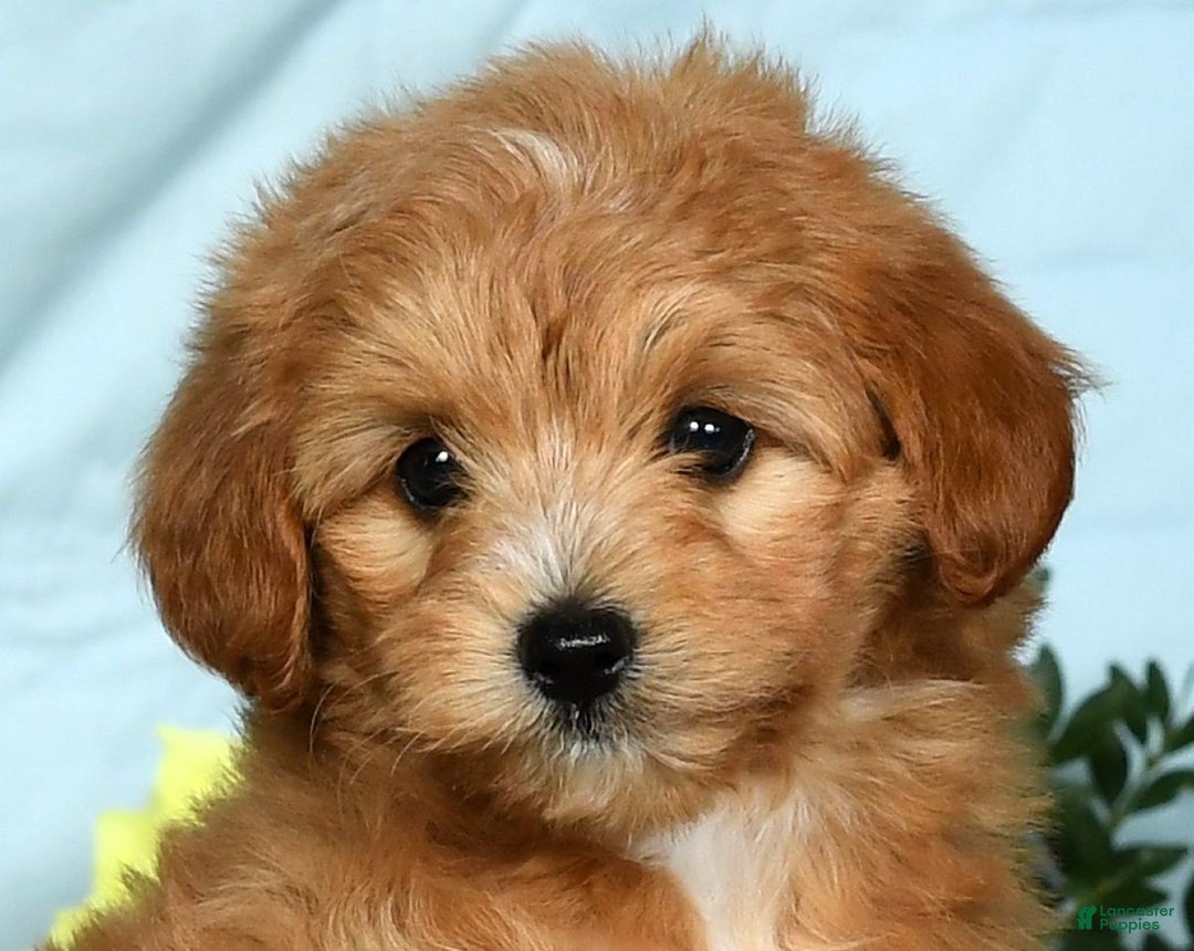 Mini Goldendoodle dogs for sale: Lindsey - Ad 14