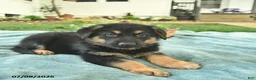 German Shepherd dogs for sale: Indigo  - Ad 5