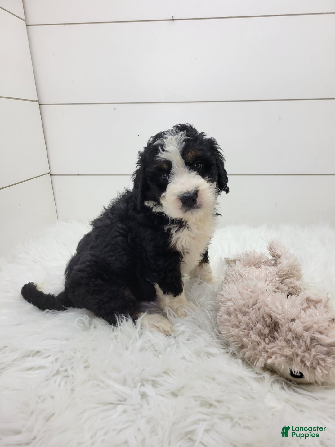 Bernedoodle dogs for sale: Chase - Ad 4
