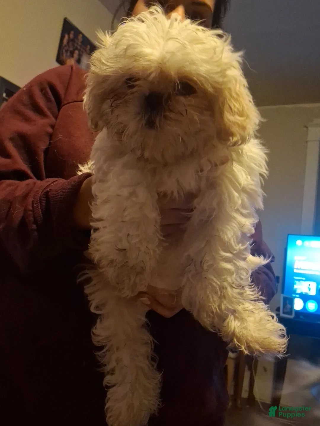 Shih Tzu dogs for sale: Shih Tzu Puppy 1 - Ad 2