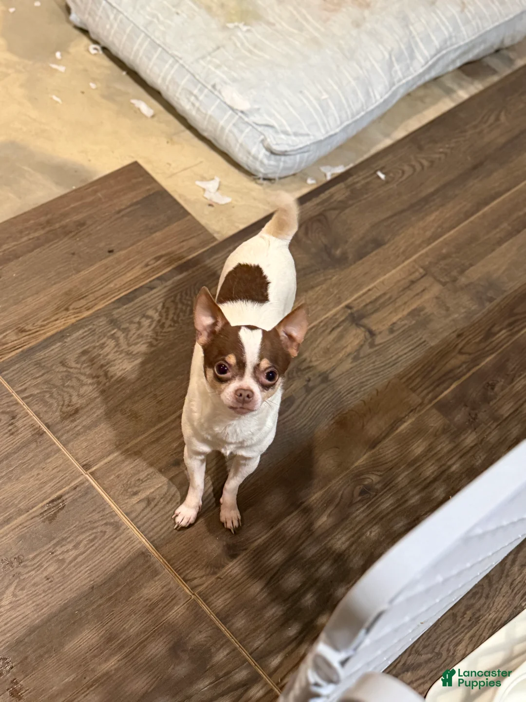 Chihuahua dogs for sale: Peanut  - Ad 4