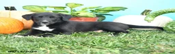 Mixed Breed dogs for sale: Reba - Ad 3