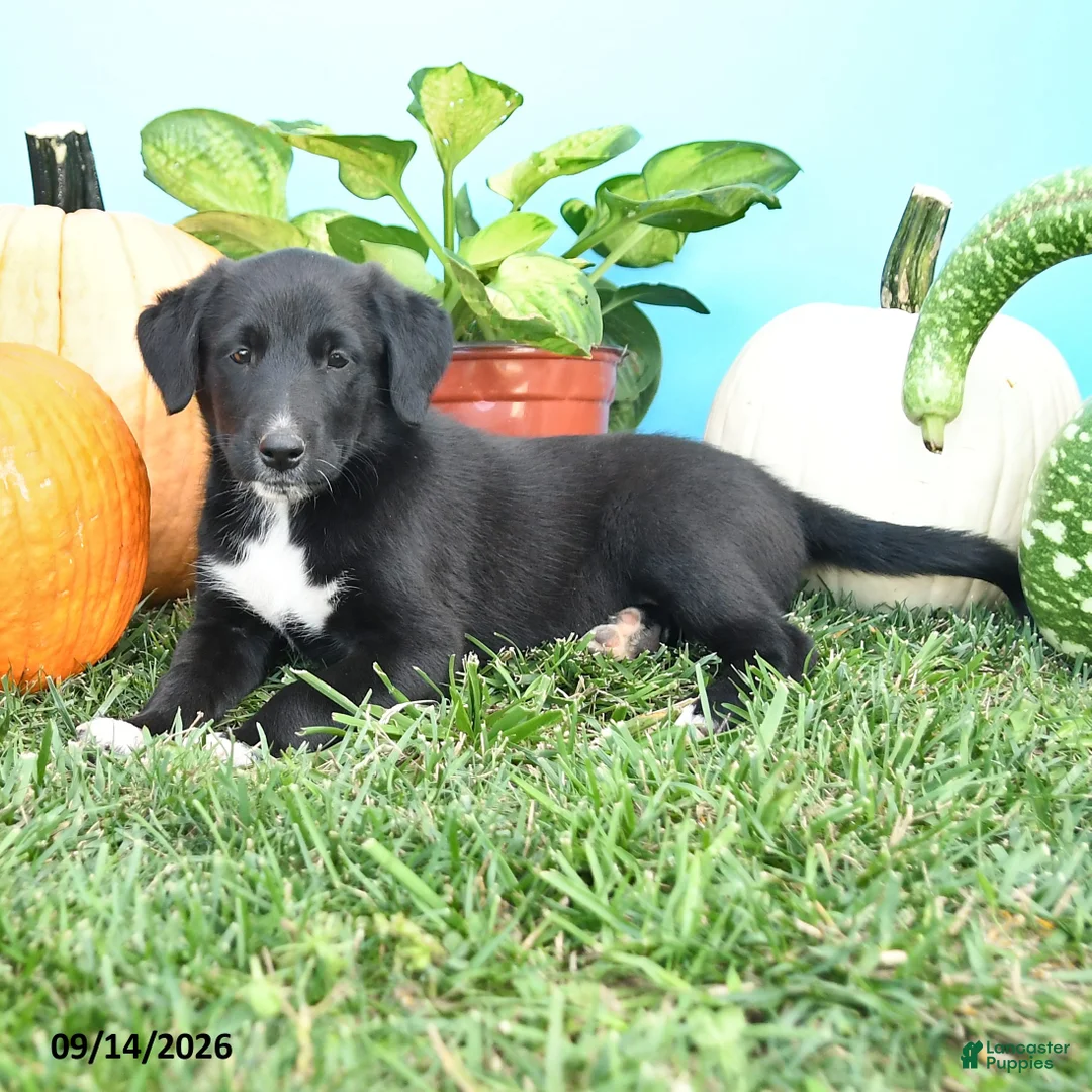 Mixed Breed dogs for sale: Reba - Ad 3