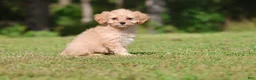 Cavapoo dogs for sale: Dexter - Ad 3