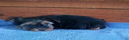 Yorkshire Terrier dogs for sale: Riley - Ad 3