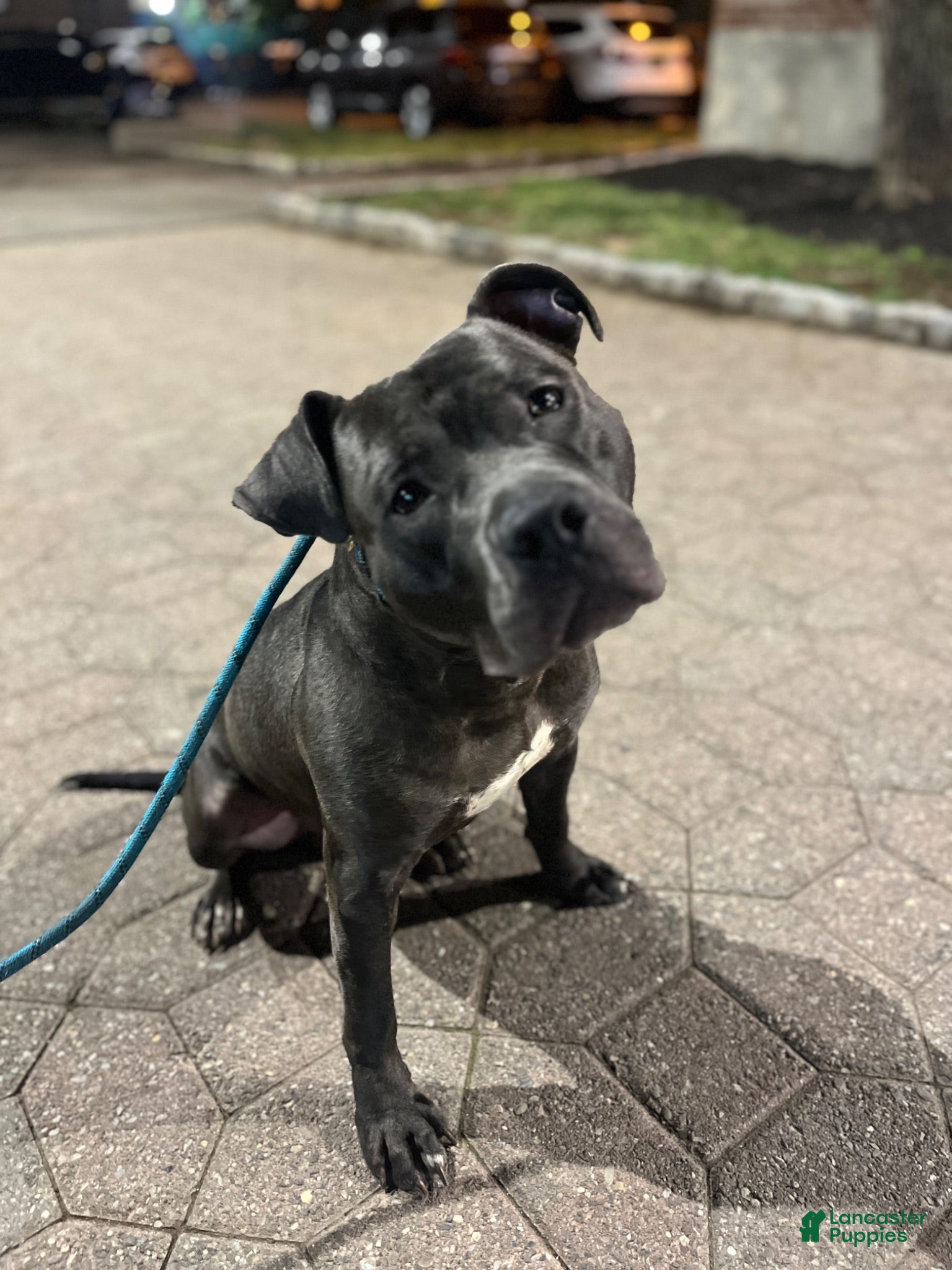 American Pit Bull Terrier dogs Blue nose pitty for stud - Ad 1