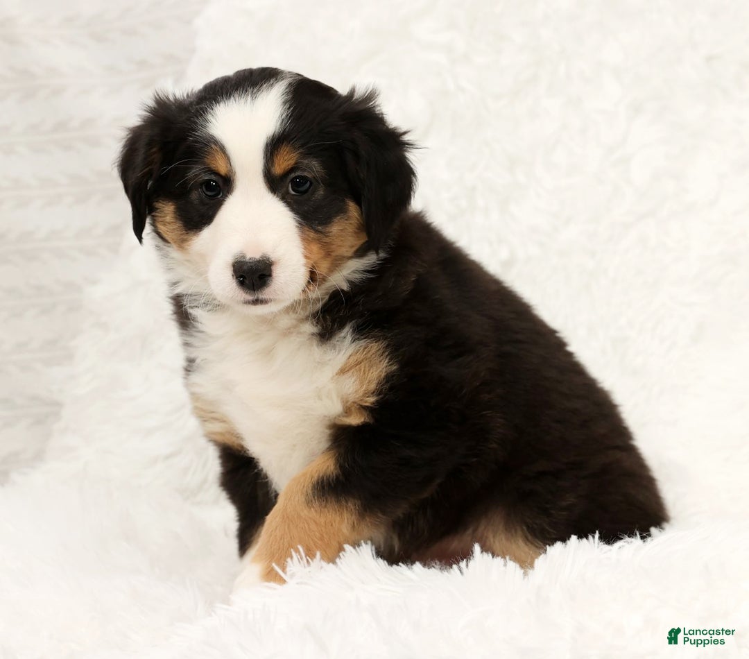 Australian Shepherd dogs for sale: Oakley - Ad 7