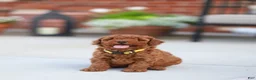 Mini Goldendoodle dogs for sale: Poppy - Ad 2