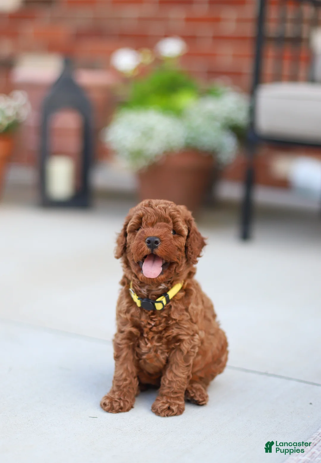 Mini Goldendoodle dogs for sale: Poppy - Ad 2