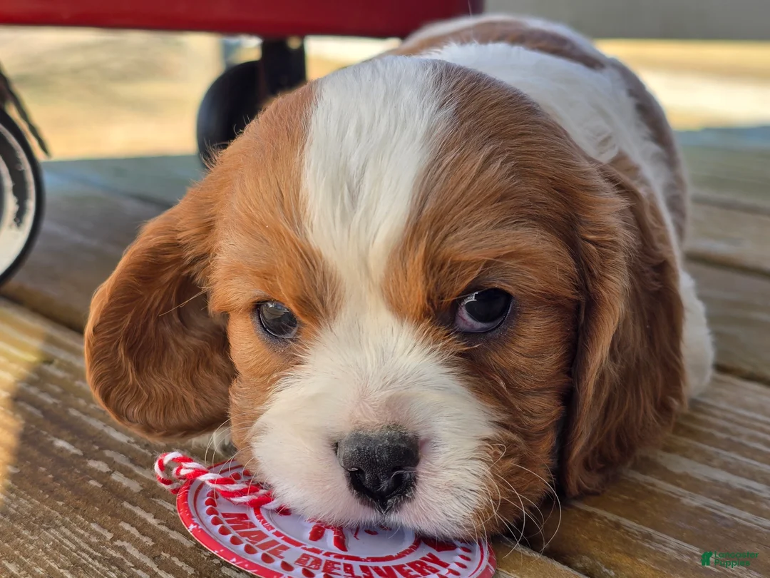 Cavalier King Charles Spaniel dogs for sale: Dillon - Ad 17